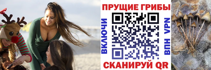 Псилоцибиновые грибы GOLDEN TEACHER  купить наркоту  Сатка 